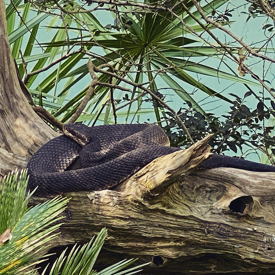 Snakes Climb Trees Photograph By Nicole Wilson