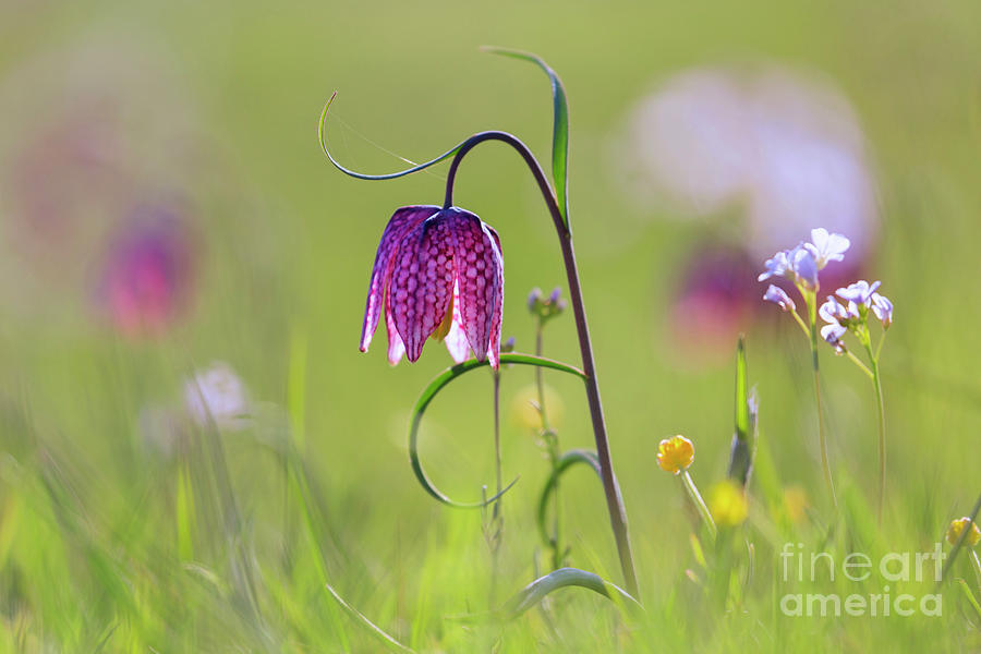 Snakes Head Fritillary in Meadow Photograph by Arterra Picture Library