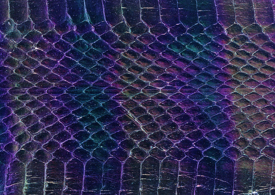 Snakeskin Photograph by Imagenavi Snakeskin Photograph by Imagenavi