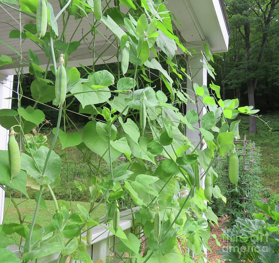 Snap Peas on Front Porch Trellises in Late July 1. The Victory Garden Collection. Photograph by Amy E Fraser