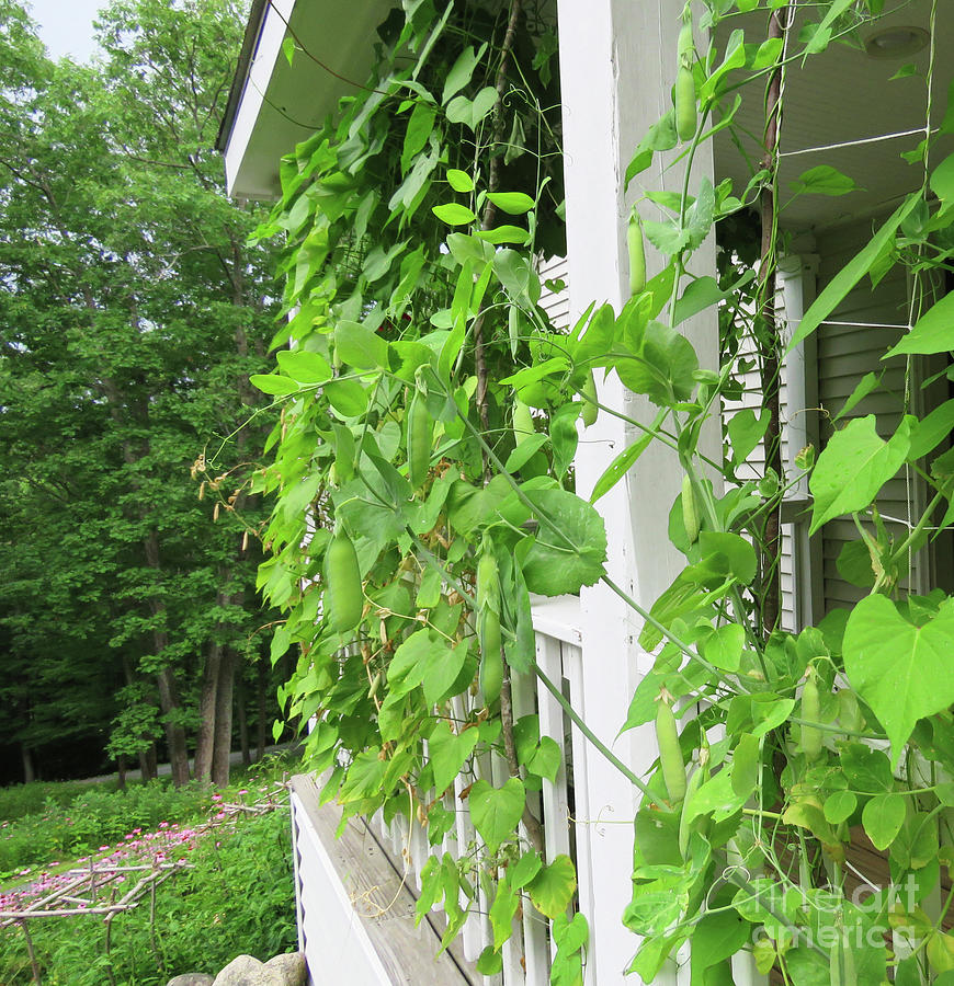 Snap Peas on Front Porch Trellises in Late July 2. The Victory Garden Collection. Photograph by Amy E Fraser