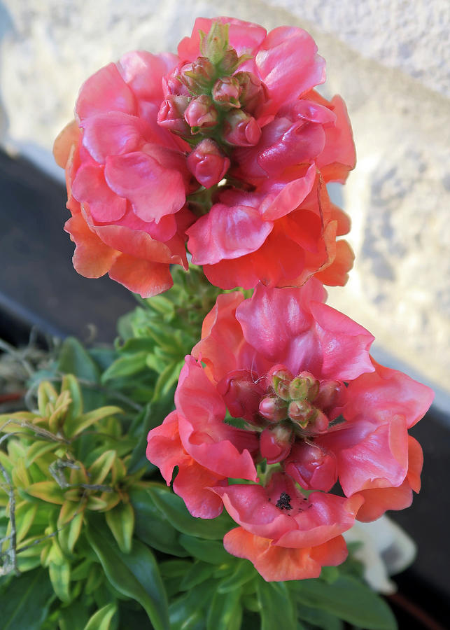 Snapdragon Duo in Pink and Orange Photograph by Connie Fox