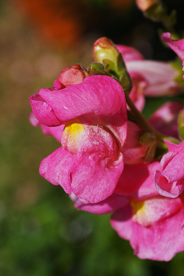 Snapdragon Flower Kamikaze Pink  Photograph by Joy Watson