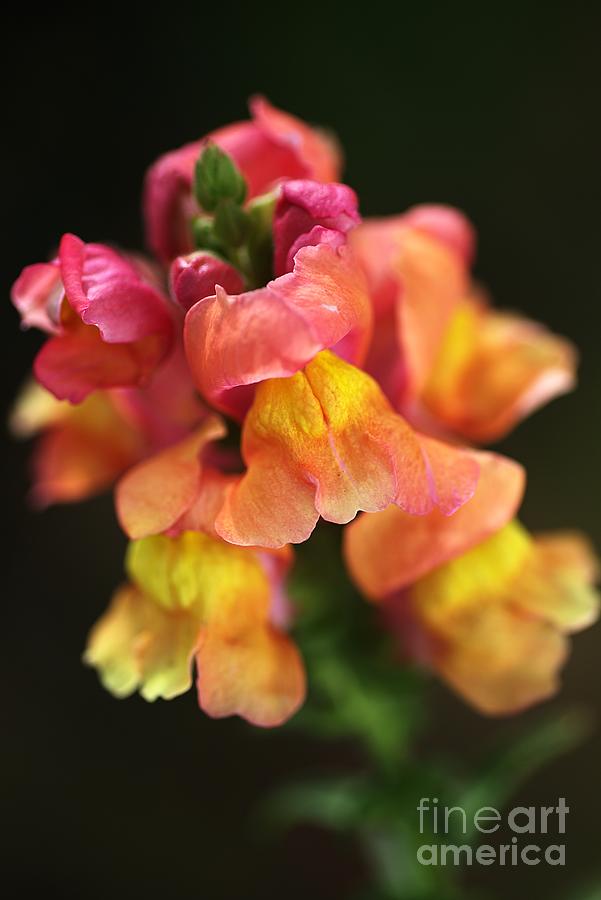 Snapdragon Flowers Photograph by Joy Watson