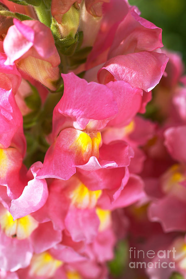 Snapdragon Flowers Pink  Photograph by Joy Watson