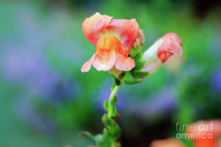 Snapdragon in Peach Photograph by Michelle Wittmer-Grabowski | Pixels