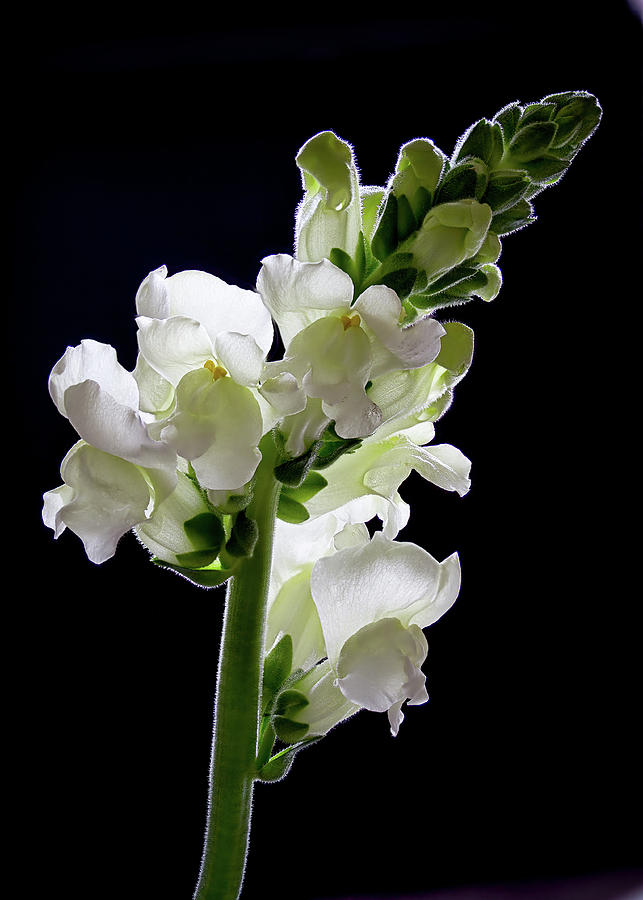 Flower Photograph - Snapdragon by Shirley Mitchell