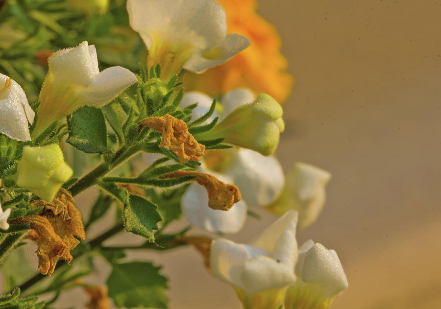 Snapdragons dead and alive whites marigold yellow July 2015 2 3262020 0037 Photograph by David Frederick