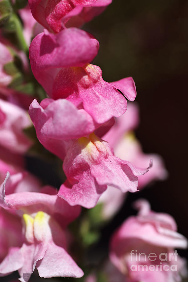 Snapdragons In Pink Flowers Photograph by Joy Watson