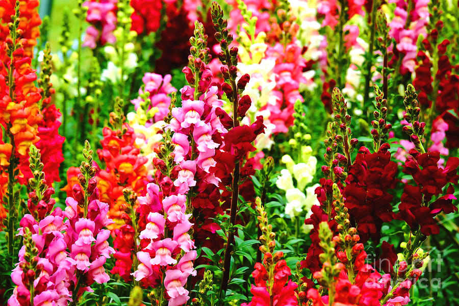 Snapdragons Photograph by Olivier Le Queinec