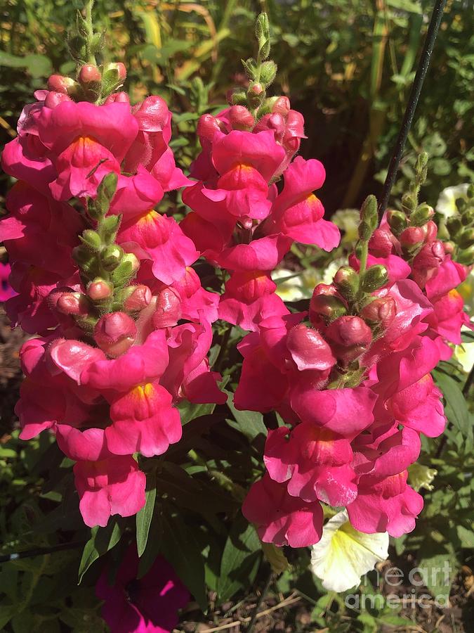 Snapdragons - pink Photograph by Elisa Maggio