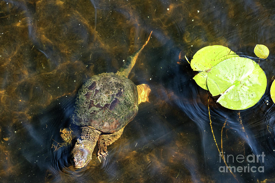 Snapper in the Minnesota River Photograph by Natural Focal Point Photography