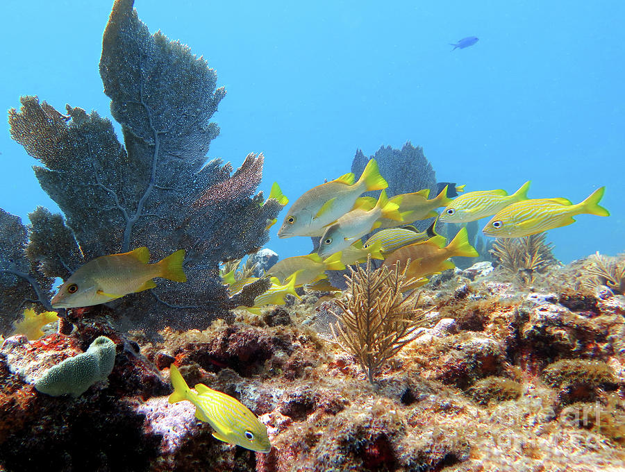 Snapper Ledge 44 Photograph by Daryl Duda - Fine Art America