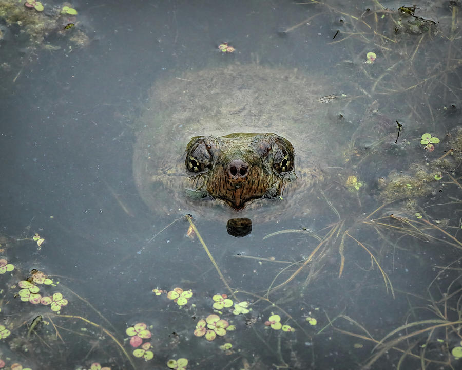 Snapper Stares Back Photograph by Dennis Lundell