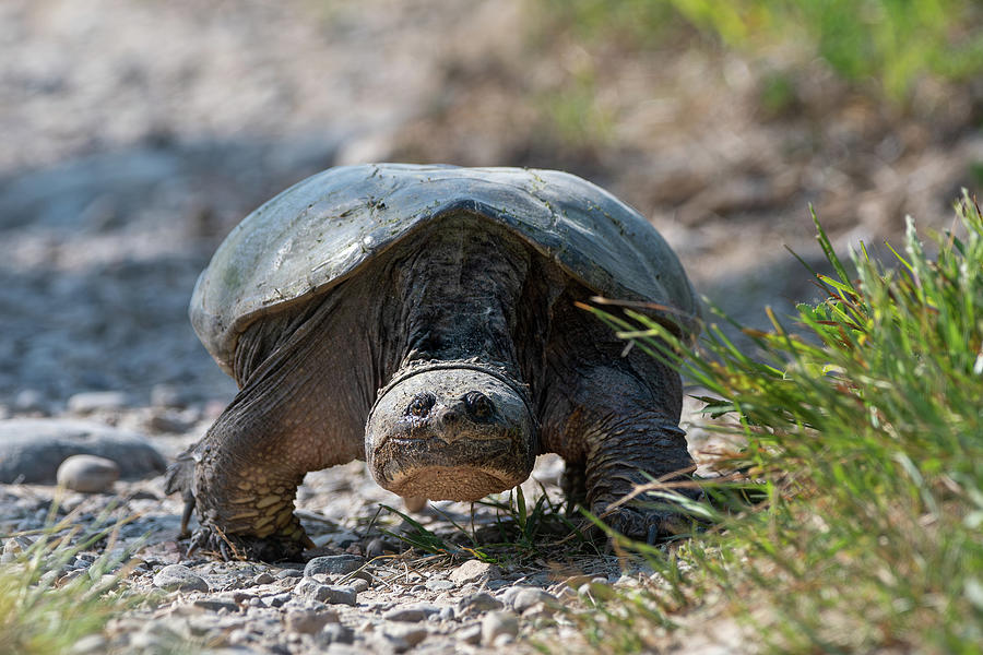 Snapping Turtle 2023 01 Photograph by Judy Tomlinson - Fine Art America