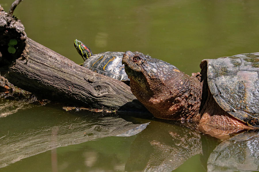 Snapping Turtle and Red-eared Slider Photograph by Joseph Siebert ...