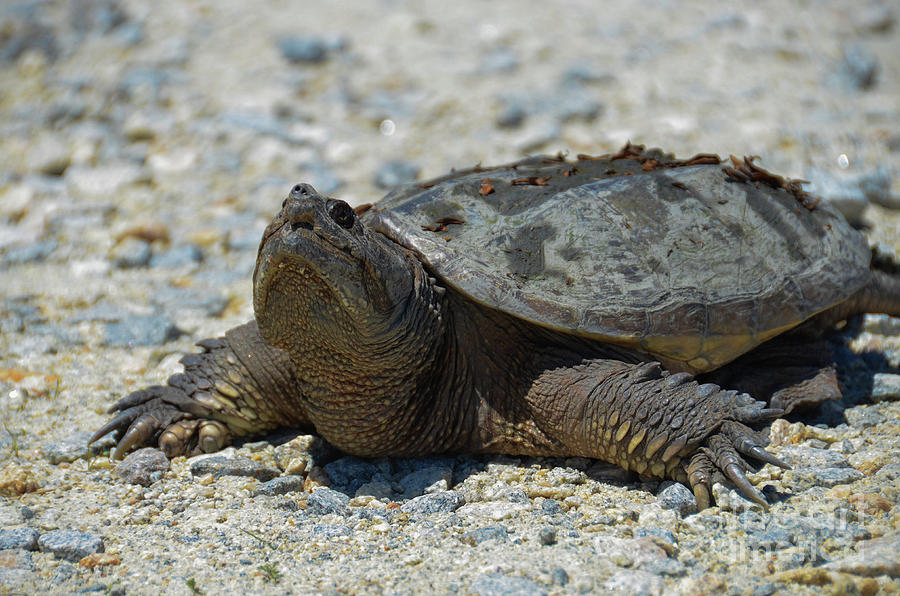 Snapping Turtle Animal Reptile / Wildlife Photograph Photograph by PIPA Fine Art - Simply Solid