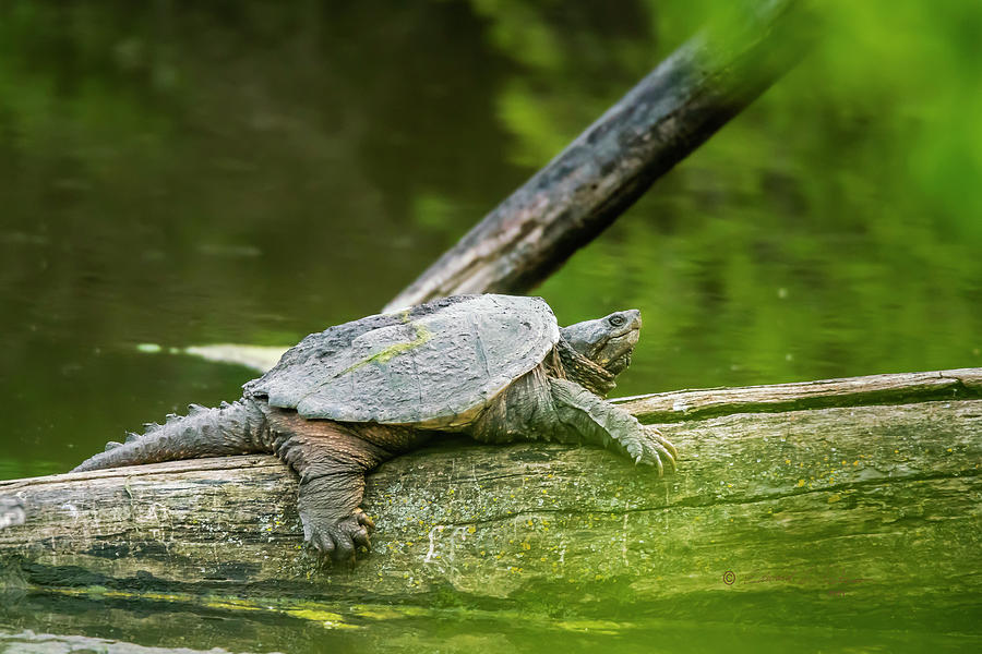 Snapping Turtle At Rest Photograph by Ed Peterson