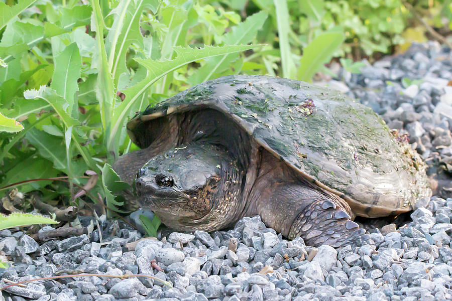 Snapping Turtle at Saunders Pond Photograph by Judy Tomlinson