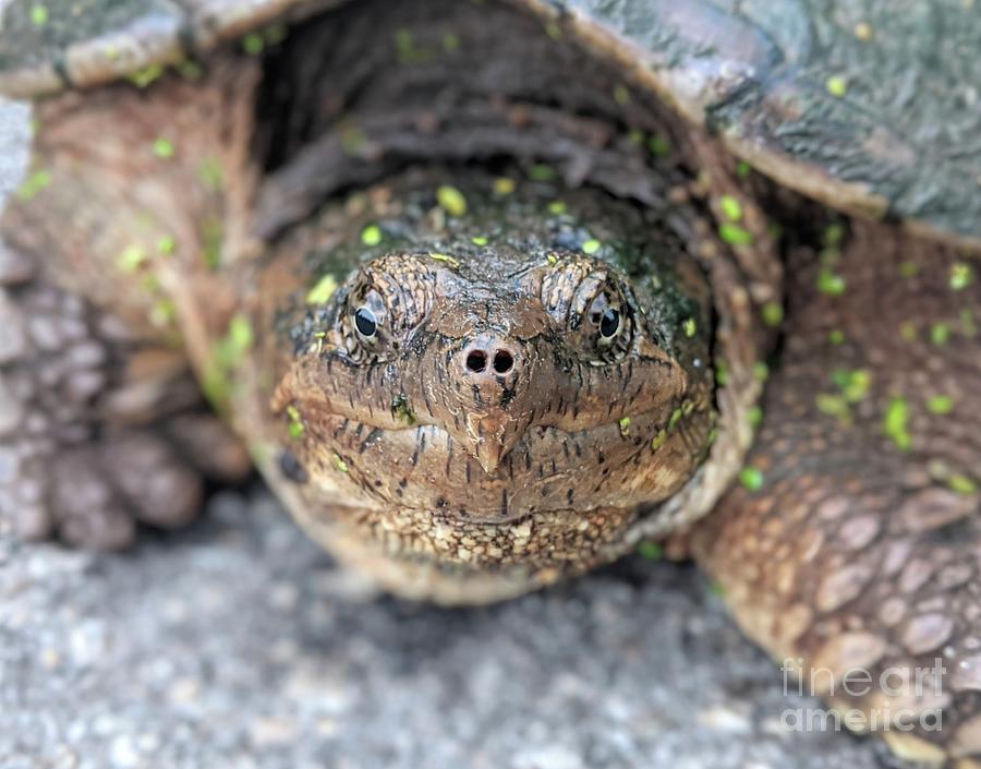 Snapping Turtle Photograph by Christine Stack - Fine Art America