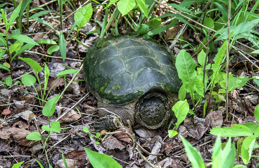Snapping Turtle Photograph by Dawn Richards