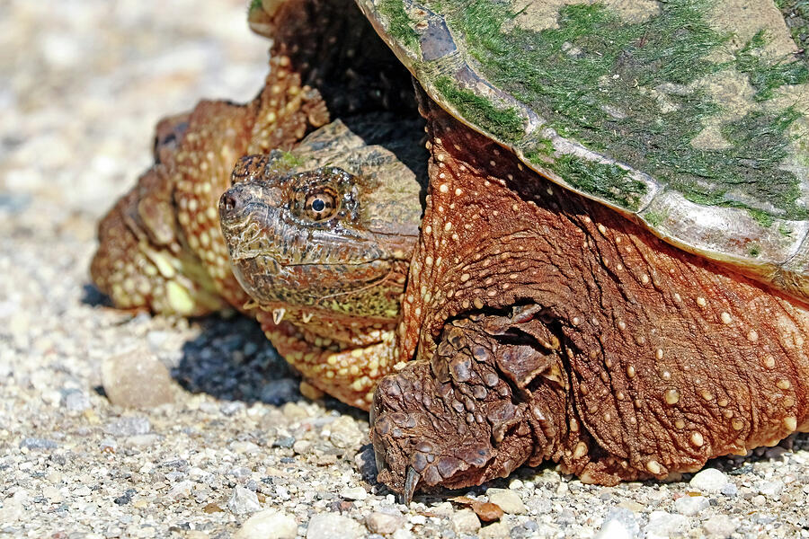 Snapping Turtle Photograph by Debbie Oppermann - Fine Art America