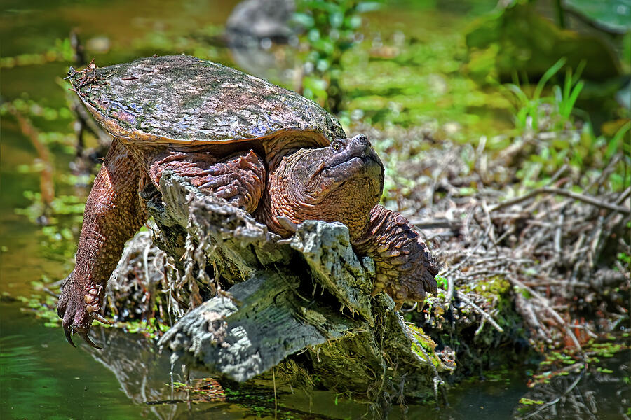 Cuyahoga Valley National Park Photograph - Snapping Turtle by Marcia Colelli