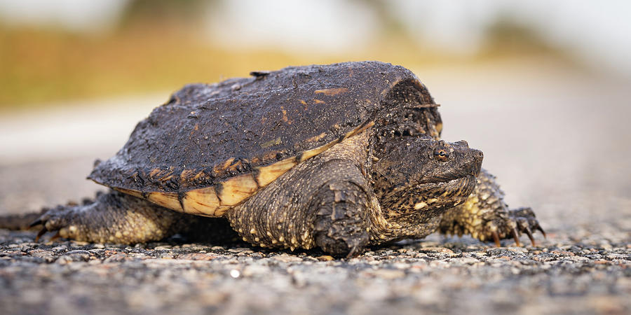 Snapping Turtle on the road Photograph by Bradford Martin