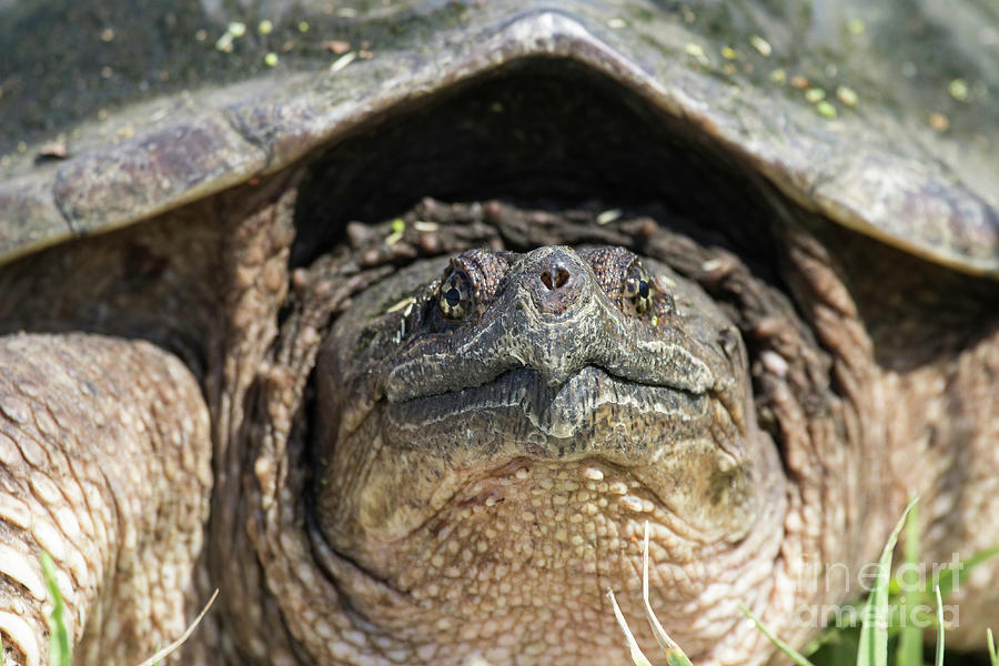 Snapping Turtle Portrait Photograph by Jeannette Hunt