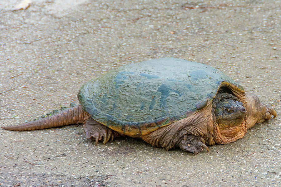 Snapping turtle up closeOwen County Indiana Photograph by William Reagan