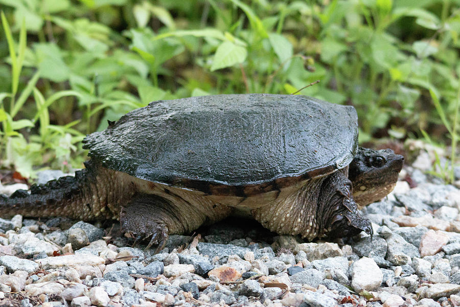 Snapping Turtle Photograph by William E Rogers - Pixels