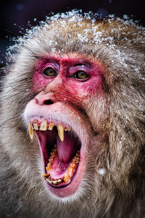 Snarling Snow Monkey - Japan Photograph by Stuart Litoff