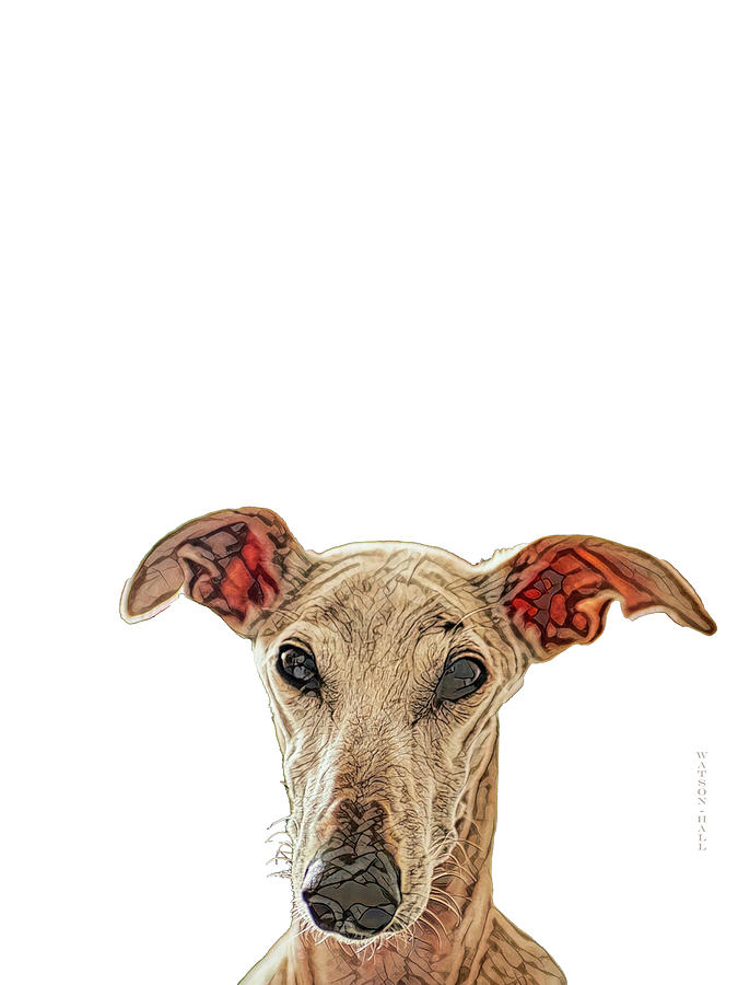 Sneak Peek - Greyhound Digital Art by Donna Watson-Hall and Art Crew NZ