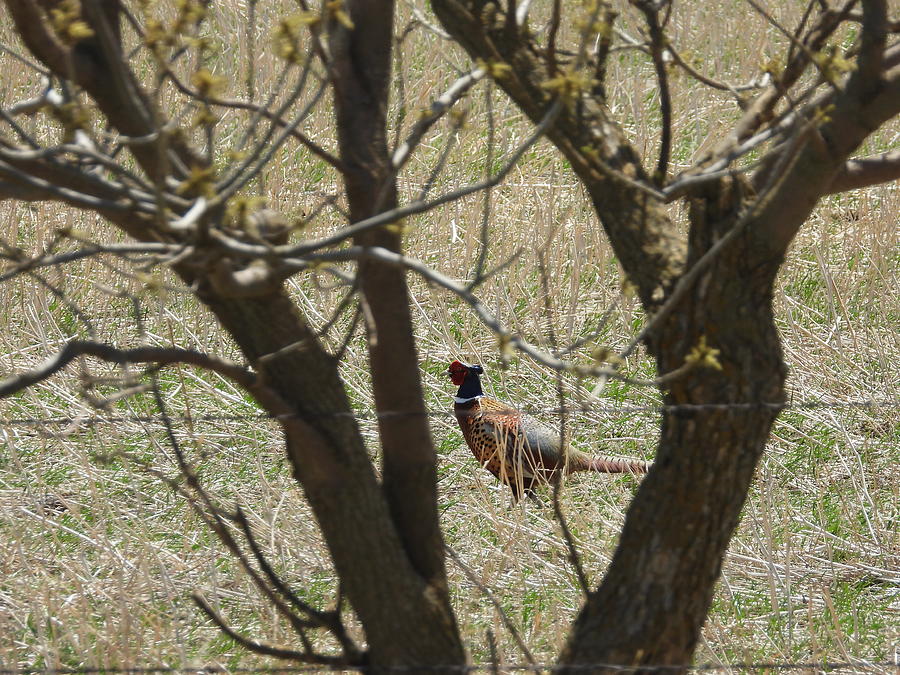 Sneaky Pheasant Photograph by Amanda R Wright
