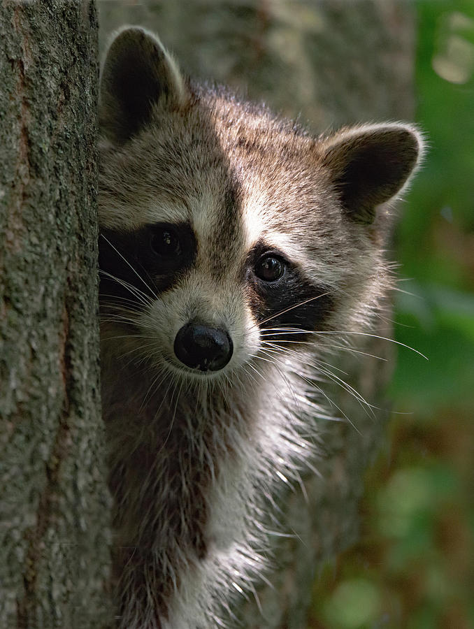 Sneaky Raccoon Photograph by Rick Dove - Fine Art America