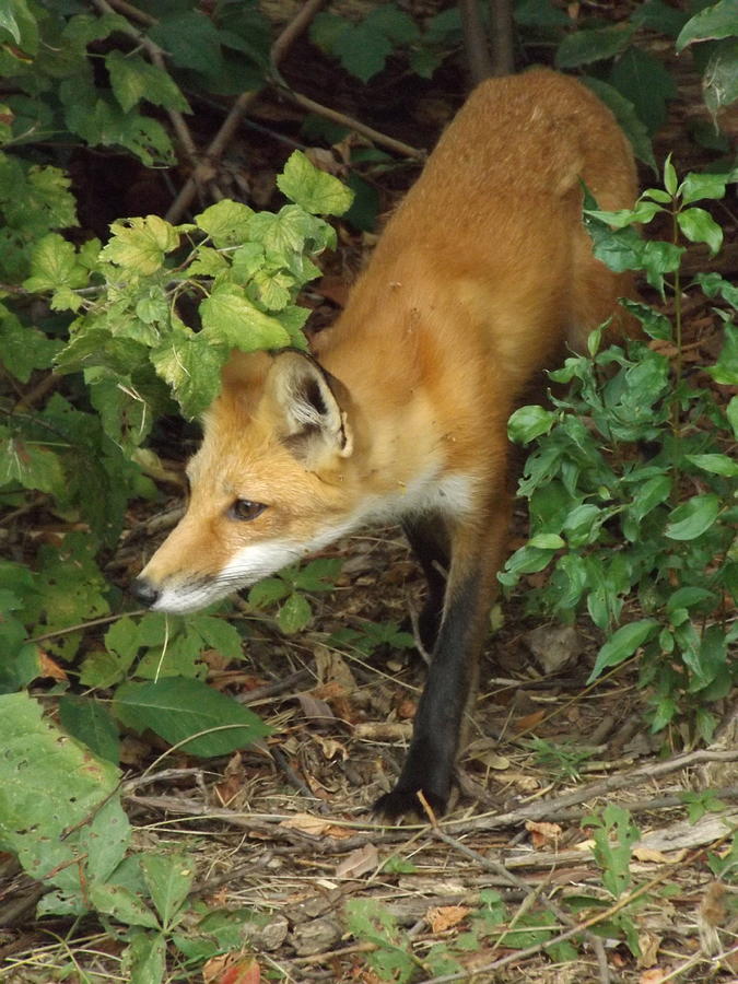 Nature Photograph - Sneaky Red Fox by Sara Raber Nature Photograph - Sneaky Red Fox by Sara Raber