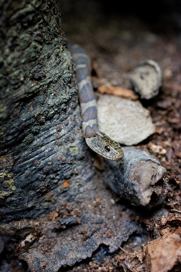 Sneaky Snake Photograph By Erin Holston Fine Art America