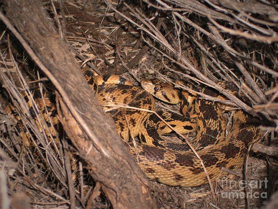 Sneaky Snake Photograph By Tabitha Stephenson Fine Art America