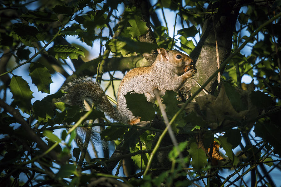 Sneaky squirrel Photograph by Daniele Carotenuto Photography