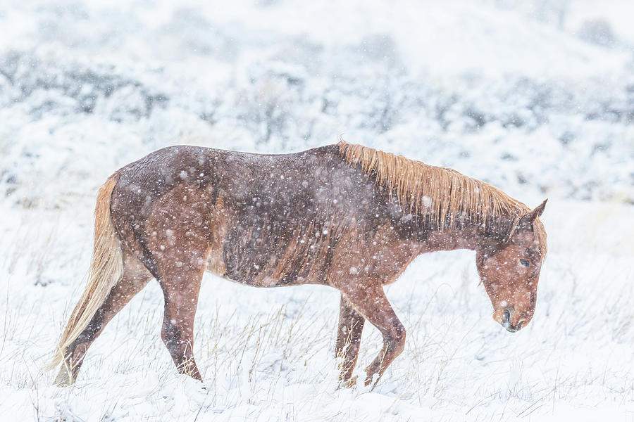 Snip in the Snow Photograph by Marc Crumpler
