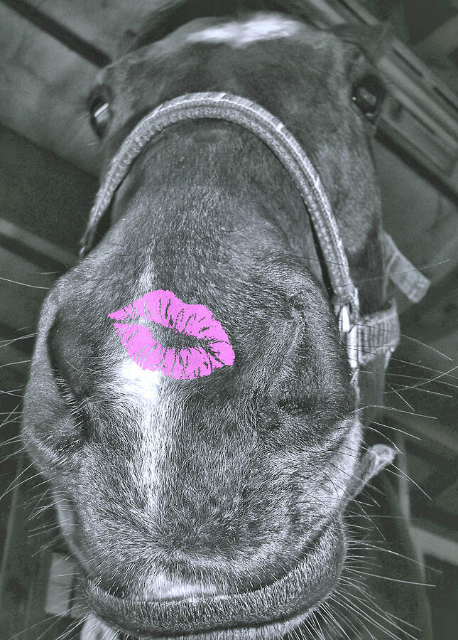 Horse Photograph - Snip by Jamart Photography Horse Photograph - Snip by Jamart Photography