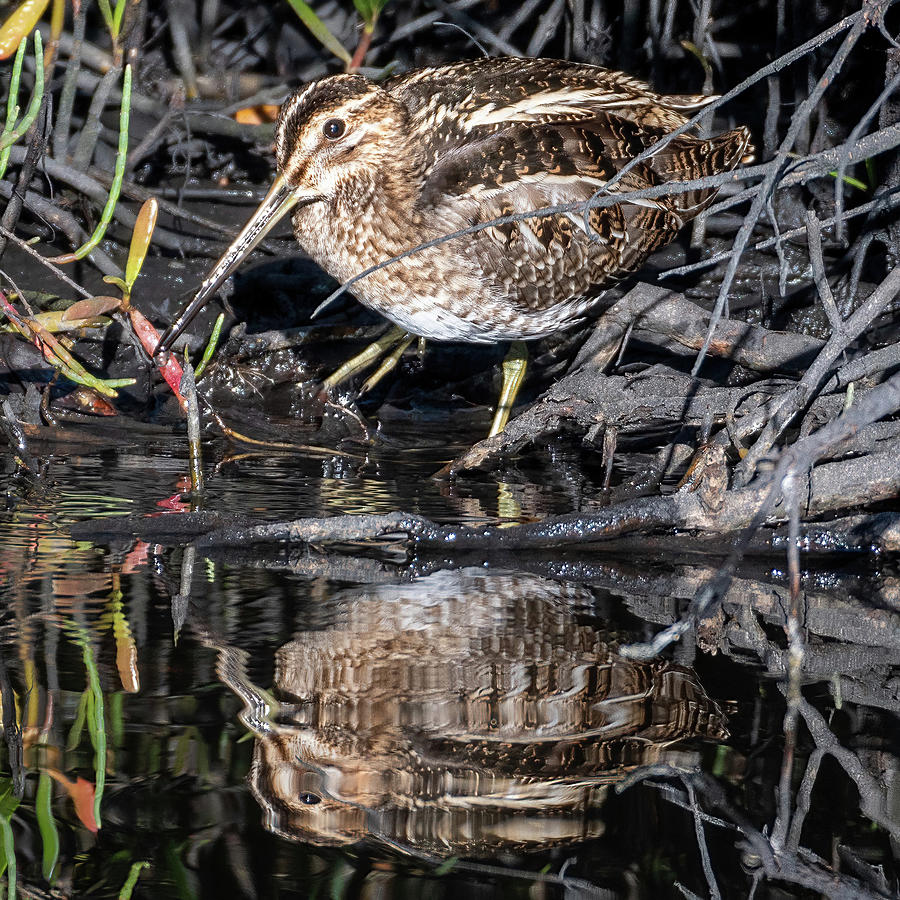 Snipe and Refelction Photograph by Bradford Martin