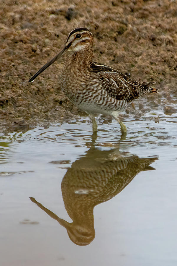Snipe and Reflection Photograph by Bradford Martin