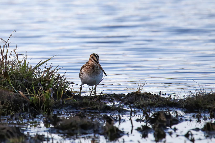 Snipe Photograph by Brook Burling