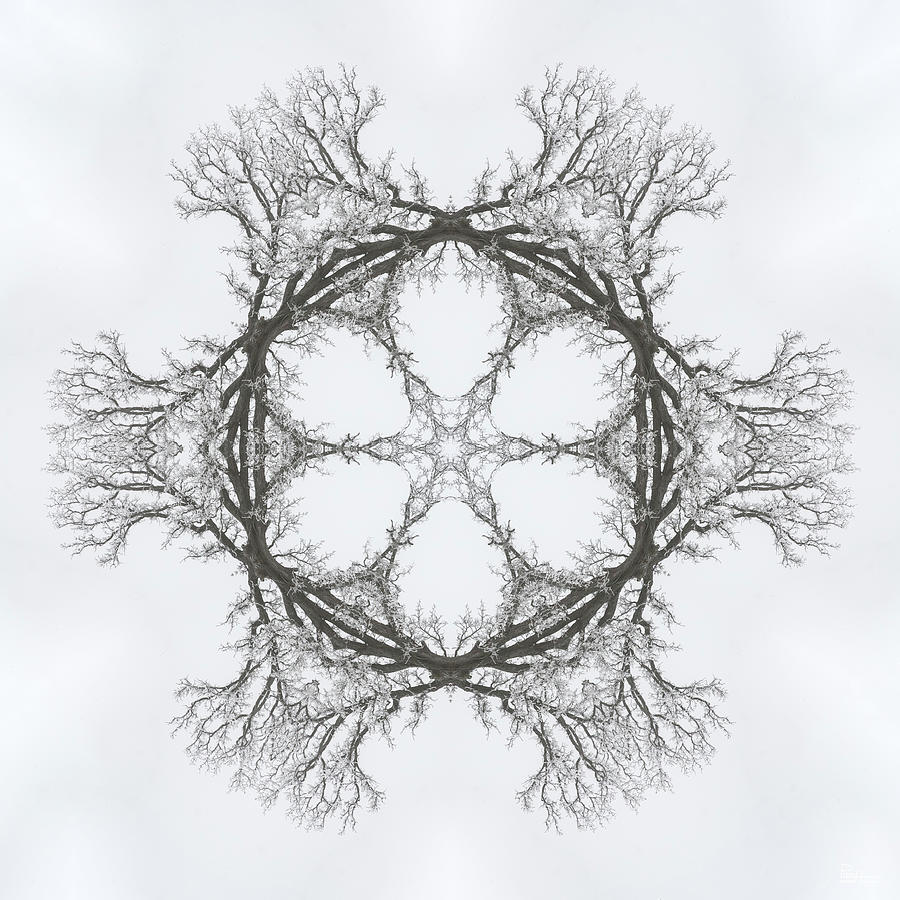 SnOAKflake - Snow covered oak tree in winter as through kaleidoscope Photograph by Peter Herman