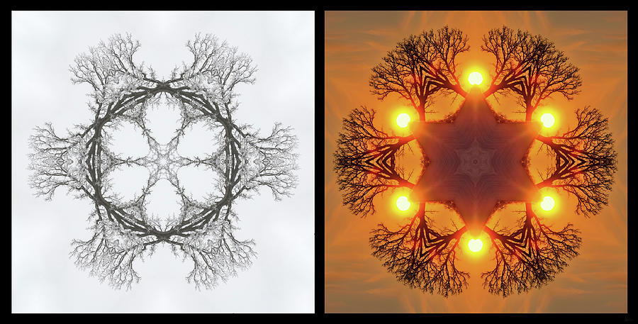 Winter Photograph - SnOAKflake - Winter and Spring version of kaleidoscope-like view of Oak tree as horizontal Diptych by Peter Herman