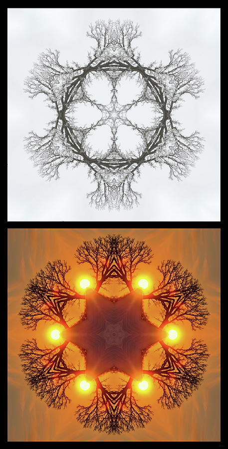 SnOAKflake - Winter and Spring version of kaleidoscope-like view of Oak tree as vertical Diptych Photograph by Peter Herman