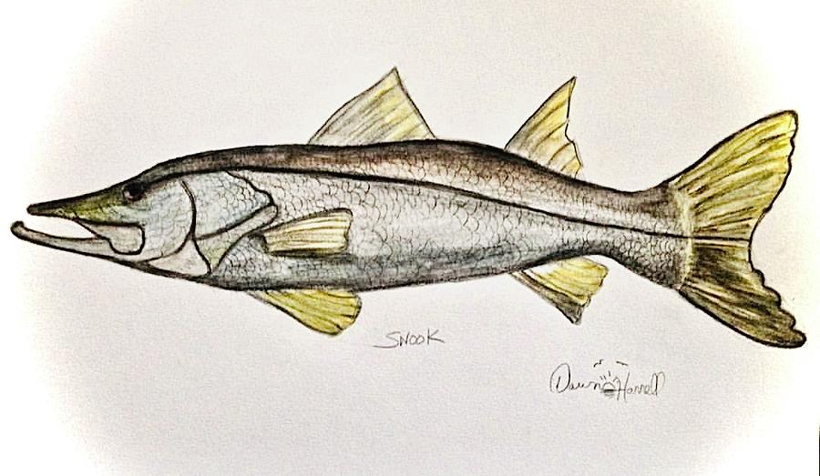 Snook Painting by Dawn Harrell