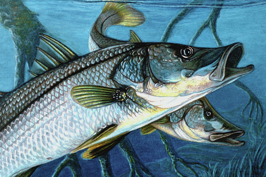 Snook State Of Florida Second Place Drawing by June Pauline Zent