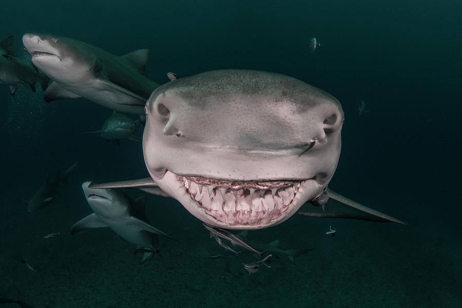 Sharks Photograph - Snooty 2 by Simon Lorenz